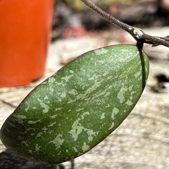 Hoya Sigillatis AH 001 sp. Borneo - Picture 3 of 11